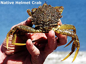Native Helmet Crab