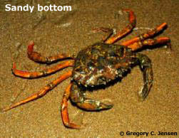 Sandy bottom