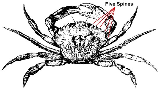 European Green Crab ID Drawing