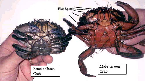 Male and Female Green Crab