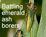 Graphic of an emerald ash borer on a leaf with the text: 'Battling Emerald Ash Borers.' Link to story.