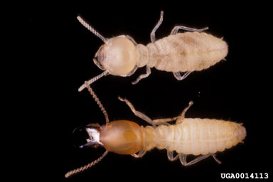 formosan subterranean termite, Coptotermes formosanus  (Isoptera: Rhinotermitidae) - 0014113