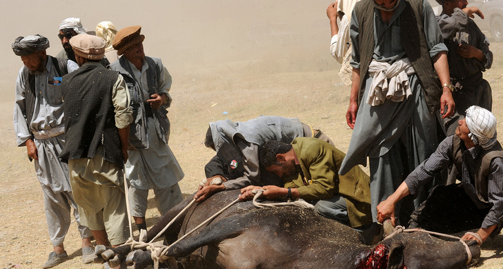 Afghan men sacrifice a cow for Afghan President Hamid Karzai's visit, while shielding themselves from the spray of debris as a his helicopter arrives in Dar-e-Kayan.