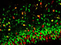 Neural stem cells of a mouse
