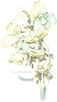 Cassia Marilandica blossoms