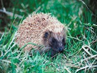 Photo: CDC is investigating an outbreak of human Salmonella infections linked to hedgehogs. Find out more about how to reduce your risk of a Salmonella infection when handling and caring for pet hedgehogs. http://go.usa.gov/rd8Q