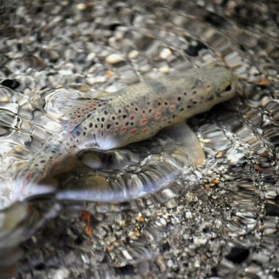 Photo: Congratulations to Charles Monroe for the featured photo today! This trout lived to swim another day in the San Jacinto River, California. What's happening where you live? Share it with http://www.flickr.com/groups/ourenvironment/