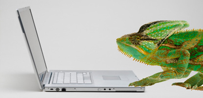 Lizard on a laptop computer