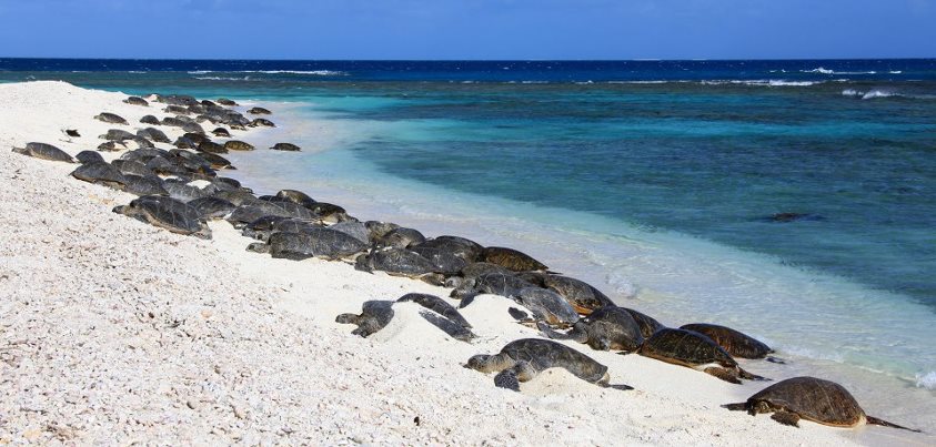 Photo: Hawaiian green sea turtles basking on East Island, French Frigate Shoals. Photo by Andy Collins, NOAA Office of National Marine Sanctuaries.