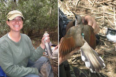 Photo: Reclamation Biologist Vicky Ryan's Participation in Western Yellow-Billed Cuckoo Migration Study Featured in Western Bird Magazine http://on.doi.gov/Qer4n8
