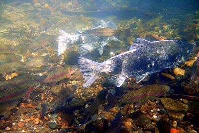 Photo: The Bureau of Reclamation, in partnership with the Water Forum, U.S. Fish and Wildlife Service, the California Department of Fish and Game and Sacramento County Regional Parks, will begin Phase 5 of the Lower American River Salmonid Spawning Gravel Augmentation Program. This is the fifth year of a program to improve spawning and rearing habitat for steelhead trout and Chinook salmon in the lower American River. http://on.doi.gov/Onx2lH