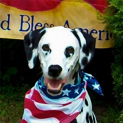 Photo: Jasper from Indiana was fostered through Guardian Angels for Soldier's Pet while mommy was deployed! He thinks you should vote for the USO today! http://sharethelove.subaru.com/