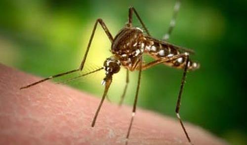 West Nile Virus Information feature image