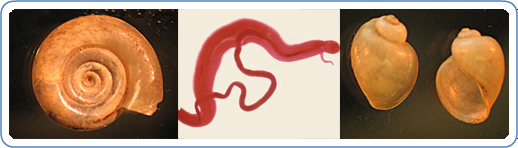 Left: Biomphalaria sp., the intermediate host for S. mansoni. Right: Bulinus sp., the intermediate host for S. haematobium and S. intercalatum. Center: Adults of S. mansoni. The thin female resides in the gynecophoral canal of the thicker male.