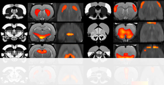 Rat brain scans