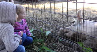 Two children are watching a pig at the Fair.