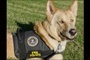 Meet Dolce, the FBI’s first and only therapy dog. The presence of an animal in a stressful situation can produce a calming effect, and Dolce does just that while comforting crime victims and their families in our Memphis Division. For more on Dolce and our Office for Victim Assistance, see http://www.fbi.gov/news/stories/2012/april/therapy-dog_042712/therapy-dog_042712.