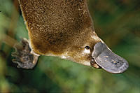 The duck-billed platypus. Courtesy: Nicole Duplaix, Getty Images