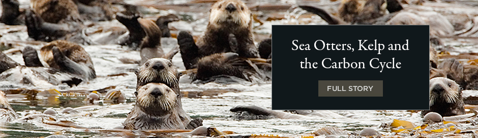 Sea Otters, Kelp and the Carbon Cycle