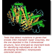 Tests that detect mutations in genes that encode DNA mismatch repair enzymes, like the one depicted in this 3-dimensional structure, have emerged as important tools for identifying individuals at risk for developing hereditary nonpolyposis colorectal cancer.