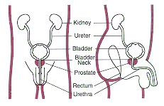 The image shows the internal organs of the male urinary tract.  The diagram shows (from top to bottom) the Kidneys, Ureter, Bladder, Bladder Neck, Prostate, Rectum and Urethra.