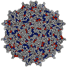 Illustration of a spherical virus.