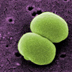 Scanning electron micrograph of 2 Staphylococcus epidermidis bacteria.