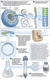 Thumbnail of The Making of a DNA Vaccine Against West Nile Virus