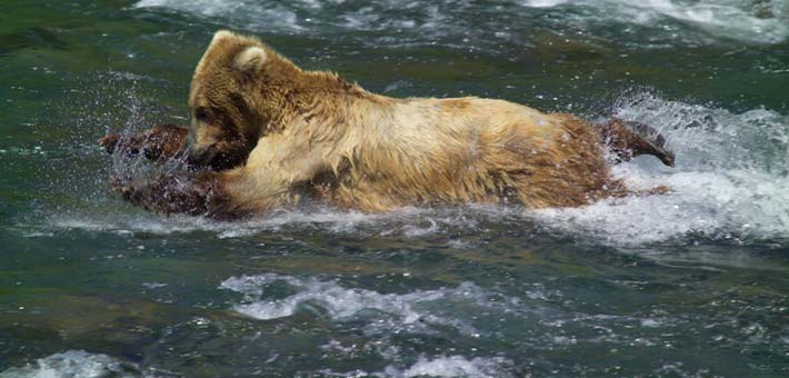 Photo of a young brown bear learning to fish (NPS Photo by Peter Hamel)