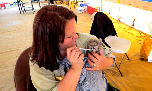 Laurie Pearson, Fire Information Officer, feeds the baby bobcat found near the Chips Fire in Northern California. US Forest Service photo.