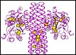 protein structures