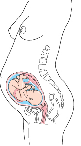 el diagrama de un feto durante el segundo trimestre (semanas 13-semana 28)