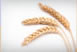 Image of raw wheat