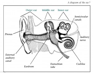 A sketch showing the outer ear, middle ear, and inner ear.