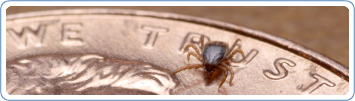 Nymphal stage of the Ixodes scapularis tick on the face of a penny. Ticks in this stage can transmit Babesia microti if infected and are usually the size of a poppy seed. Credit: Graham Hickling, University of Tennessee