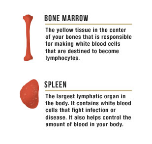 Bone marrow, the yellow tissue in the center of your bones that is responsible for makign white blood cells that are desitined to become lymphocytes. Spleen, the largest lymphatic organ in the body. It contains white blood cells that fight infection or disease. It also helps control the amount of blood in your body.