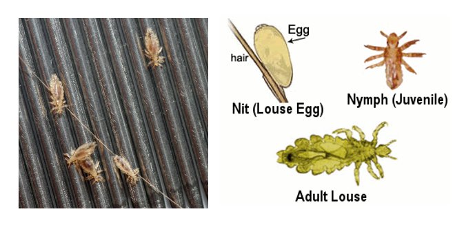 lice life stages
