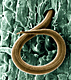 A juvenile root-knot nematode, Meloidogyne incognita, penetrates a root.