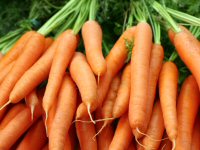 Bunches of raw carrots