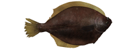Yellowfin sole