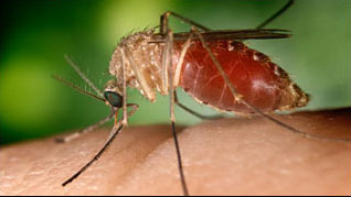 West Nile virus