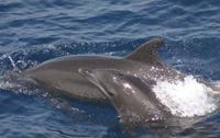 Bottlenose Dolphin with calf