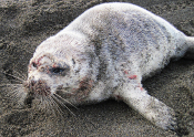 Seal with lesions in Barrow, AK: Credit North Slope Borough