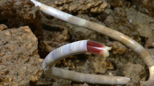 Image description:  The first tubeworms found in the Atlantic Ocean were discovered in August by researchers with the National Oceanic and Atmospheric Administration using remotely operated submarines.
Tubeworms are unlike most other forms of life on Earth, which rely on energy from the sun.  Instead, these creatures are chemosynthetic, getting their energy from chemicals that rise in the hot water of hydrothermal vents in the ocean.
Photo by the National Oceanic and Atmospheric Administration