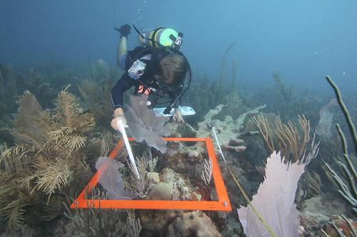 Image description: A U.S. Environmental Protection Agency (EPA) diver conducts a coral reef survey to assess overall health. Coral reefs are extremely sensitive environments that have special temperature, salinity, light, oxygen, and nutrient needs. If environmental conditions shift or worsen from pollution or other disruption, the health of a coral reef ecosystem can suffer.
Photo by Charles Lobue, EPA