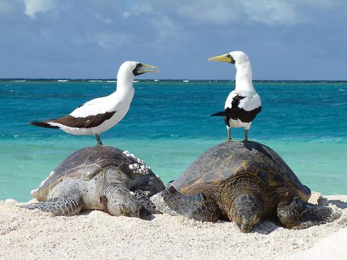 Image description: Two masked boobys stand on the backs of resting sea turtles on the shore of Trig Island, French Frigate Shoals, part of the Papahānaumokuākea Marine National Monument in Hawaii.
The Papahānaumokuākea Marine National Monument is the single largest conservation area under the U.S. flag, and one of the largest marine conservation areas in the world. It encompasses 139,797 square miles of the Pacific Ocean - an area larger than all the country&#8217;s national parks combined.
The extensive coral reefs found there are home to over 7,000 marine species, one quarter of which are found only in the Hawaiian Archipelago. Many of the islands and shallow water environments are important habitats for rare species such as the threatened green turtle and the endangered Hawaiian monk seal.
Photo by Mark Sully of the National Oceanic and Atmospheric Administration.