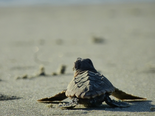Image description: A loggerhead sea turtle hatchling makes the arduous journey to the ocean on Blackbeard Island National Wildlife Refuge in Georgia. The island provides protection for several endangered and threatened species, such as loggerheads, American bald eagles, and American alligators.
Photo by Becky Skiba, U.S. Fish and Wildlife Service.