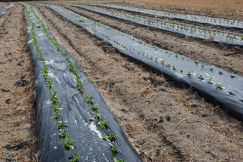 Hooks grows plants under plasticulture with micro-irrigation that helps target nutrients and water directly to the roots of the plants.