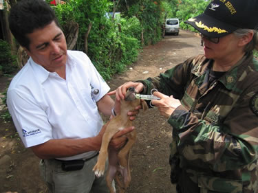 CAPT Clara Witt, a veterinarian, carries out a deworming procedure in El Salvador during Operation Continuing Promise.