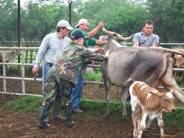CAPT Clara Witt, a veterinarian, educates local farmers on the proper handling techniques of live animals.